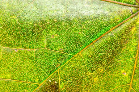 Leaf texture. Abstract foliage background. Tropical pattern. Flat lay, top viewの写真素材