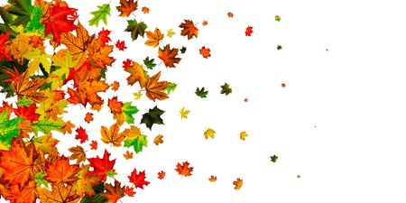 Autumn leaves isolated. Fall leaves. November falling pattern background. Season conceptの写真素材