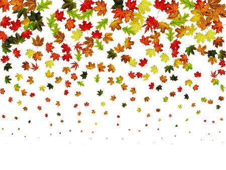 Autumn leaves white background. Falling November pattern. Thanksgiving season conceptの写真素材