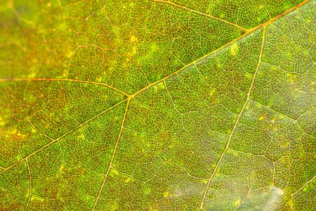 Leaf texture. Abstract foliage background. Tropical pattern. Flat lay, top viewの写真素材
