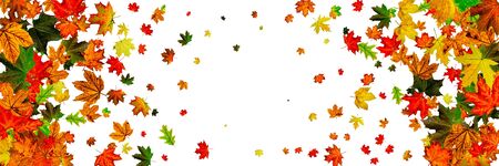 Autumn leaves isolated. Fall leaves. November falling pattern background. Season conceptの写真素材