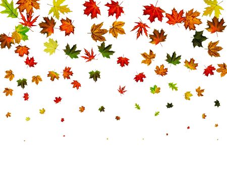 Autumn leaves white background. Falling November pattern. Thanksgiving season conceptの写真素材