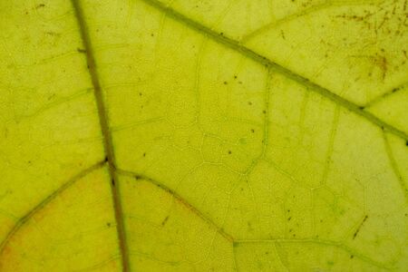 Leaf texture. Abstract foliage background. Tropical pattern. Flat lay, top viewの写真素材