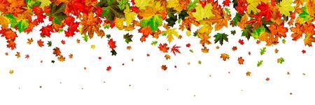 Autumn leaves isolated. Fall leaves. November falling pattern background. Season conceptの写真素材
