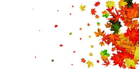 Autumn leaves isolated. Fall leaves. November falling pattern background. Season conceptの写真素材