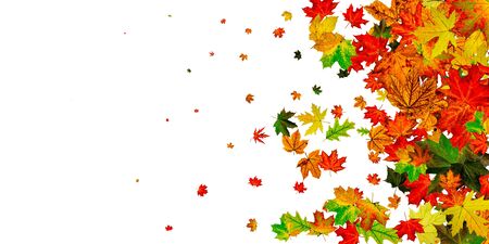 Autumn leaves isolated. Fall leaves. November falling pattern background. Season conceptの写真素材