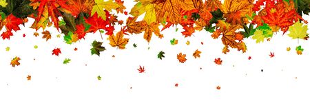 Fall season. Autumn leaves falling pattern isolated on white. Thの写真素材