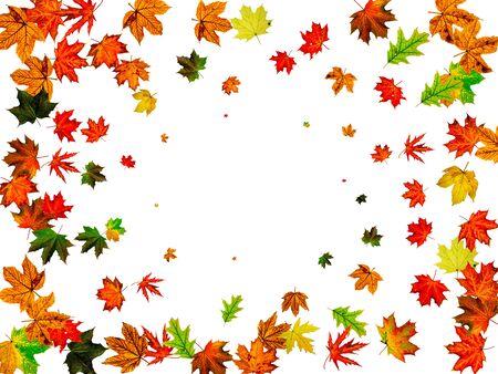 Autumn leaf background. November falling pattern. Thanksgiving season conceptの写真素材
