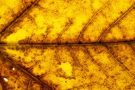 Leaf texture. Abstract foliage background. Tropical pattern. Flat lay, top viewの写真素材
