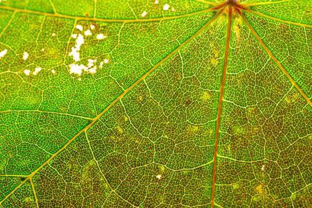 Leaf texture. Abstract foliage background. Tropical pattern. Flat lay, top viewの写真素材