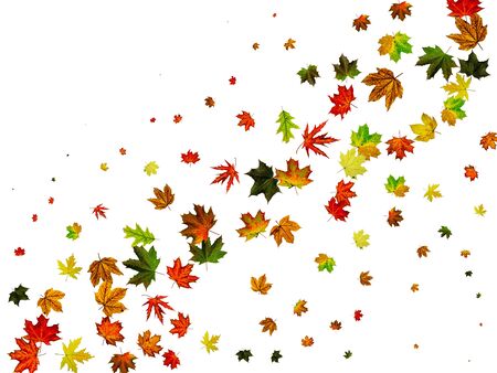 Autumn leaves isolated. November falling pattern background. Season conceptの写真素材