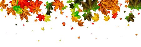 Fall season. Autumn leaves falling pattern isolated on white. Thの写真素材