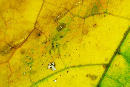 Foliage pattern. Tropical leaf abstract texture. Nature save con