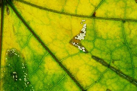 Foliage print. Tropic abstract pattern. leaf background. Natureの写真素材