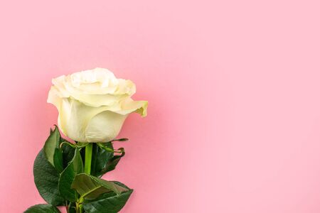 Flowers isolated on pink background. White rose with leaves. Copの写真素材