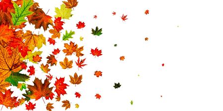 Leaves seamless. Autumn leaves isolated. November falling pattern background. Season conceptの写真素材