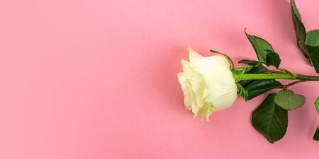 White Rose isolated on pink background. Festive flower English rの写真素材