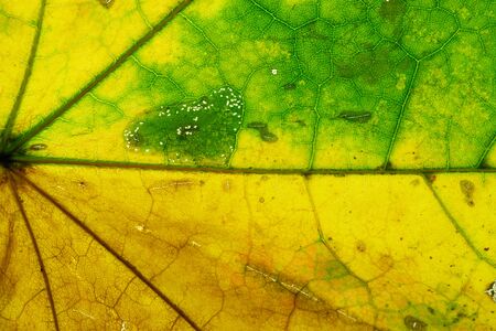 Leaf pattern. Tropical texture. Abstract foliage background. Natの写真素材