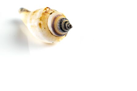Summer concept background. Trendy natural organic color seashell isolated on white backdrop. Soft focusの写真素材