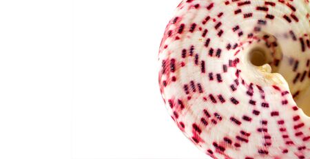 Macro nature organic color sea shell on white background. Dreamy gentle air artistic image. Soft focusの写真素材