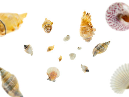 Shells pattern. Starfish, seashell falling on white. Tropical hello summer background.