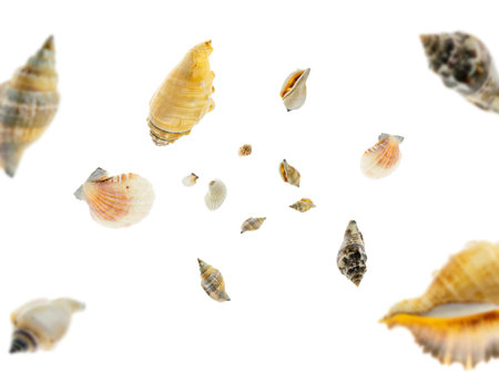 Shells pattern. Starfish, seashell falling on white. Tropical hello summer background.