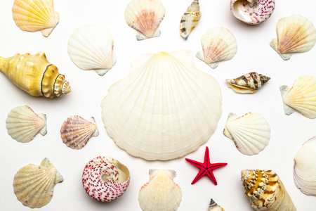 Summer background beach with Trendy natural organic color shells and starfish in shape frame...