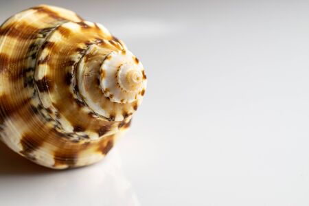 Shells pattern. Trendy natural organic color Sea shell on white. Summer background. Soft focus.の写真素材