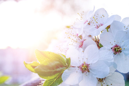 April floral nature. Spring blossom and may flowers background. Branches of blossoming apricot macro...