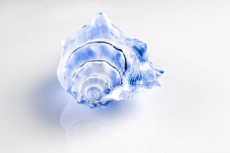 Summer background beach with aquamarine light blue color shell isolated on white backdrop. Soft focusの写真素材