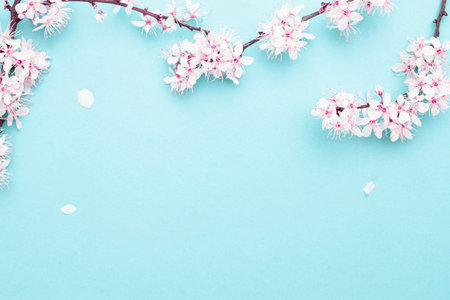 Sakura blossom flowers and may floral nature on blue background. For banner, branches of blossoming...