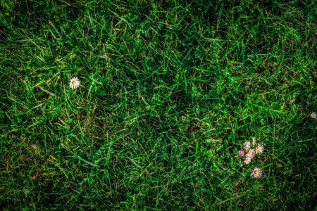 Grass texture background. Green field, greenery lawn - nature spring pattern. Flat, lay, copy, spaceの写真素材