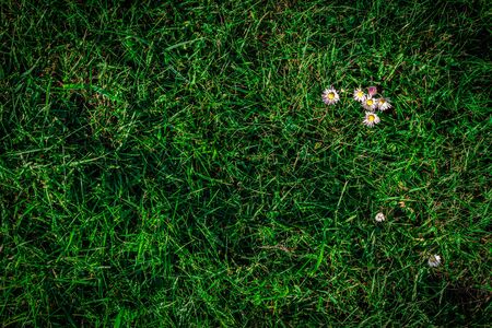 Green grass texture. Greenery lawn nature pattern or spring field background with copy space. Flat, layの写真素材