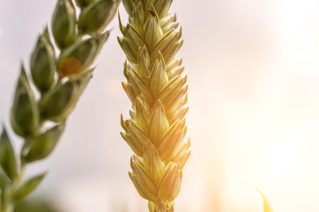 Young wheat plant field on golden sunset landscape background. Green grain crop in agriculture farm....