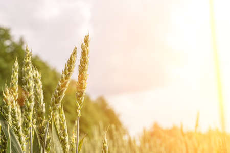 Wheat crop sun sky landscape. Agriculture summer harvest. Cereal bread grain in farm on sunset golden background. Field green rye plantの写真素材