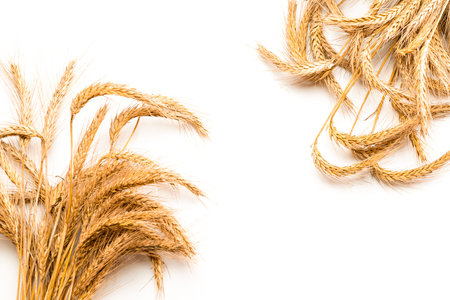 Grain wheat. Whole, barley, harvest wheat sprouts. Wheat grain ear or rye spike plant isolated on...