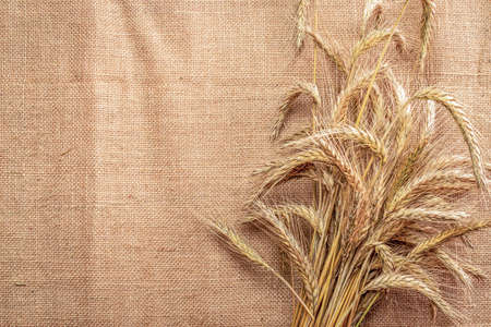 Wheat ear. Whole, barley, harvest wheat sprouts. Wheat grain ear or rye spike plant on linen texture or brown natural organic background, for cereal bread flour. Flat Lay, copy spaceの写真素材