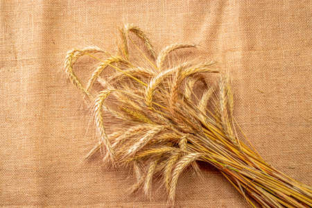 Wheat grain. Whole, barley, harvest wheat sprouts. Wheat grain ear or rye spike plant on linen texture or brown natural organic background, for cereal bread flour. Flat Lay, copy spaceの写真素材