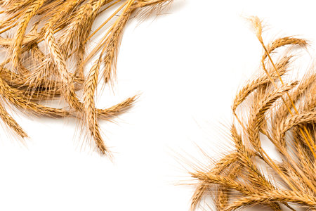 Wheat rye barley oat seeds. Whole, barley, harvest wheat sprouts. Wheat grain ear or rye spike plant...
