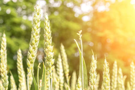 Wheat landscape. Rye plant green grain field in agriculture farm harvest. Golden crop cereal bread background.の写真素材