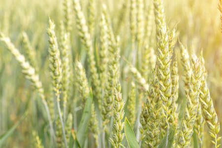 Wheat field sun landscape. Golden crop cereal bread background. Rye plant green grain in agriculture farm harvest.の写真素材