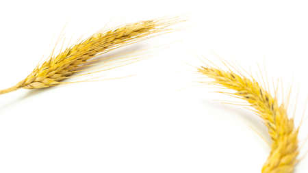 Rye isolated. Whole, barley, harvest wheat sprouts. Wheat grain ear or rye spike plant isolated on white background, for cereal bread flour. Rich harvest Concept.の写真素材