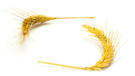 Wheat isolated. Whole, barley, harvest wheat sprouts. Wheat grain ear or rye spike plant isolated on white background, for cereal bread flour. Top view.の写真素材