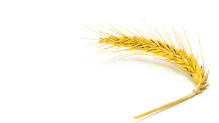 Wheat raw grain. Whole, barley, harvest wheat sprouts. Wheat grain ear or rye spike plant isolated on white background, for cereal bread flour. Rich harvest conceptの写真素材