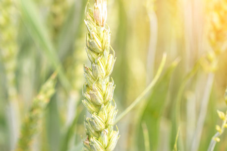 Field farm wheat landscape. Bread rye green grain on golden sky sunset. Agriculture harvest with...