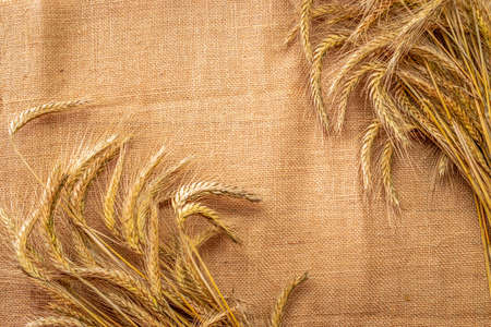 Grain field. Whole, barley, harvest wheat sprouts. Wheat grain ear or rye spike plant on linen texture or brown natural organic background, for cereal bread flour. Flat Lay, copy spaceの写真素材