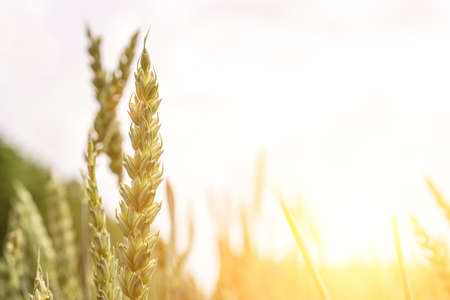 Green wheat crop. Agriculture harvest with cereal plant crop background. Bread rye green grain on golden sky sunsetの写真素材