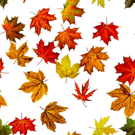 Fall leaf border. Season leaves fall background. Autumn yellow red, orange leaf isolated on white. Colorful maple seamless pattern foliageの写真素材