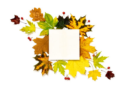Flat lay autumn. Frame made of Green, yellow dried leaves, red berry isolated on white background...