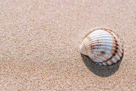 Summer background beach with seashells, starfishes on sand ocean background. Copy space. Road frame...